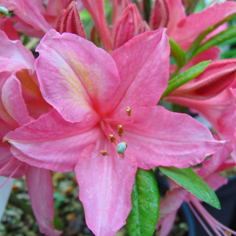 Rhododendron viscosum Jolie Madame - Azalea mollis (Bloei)