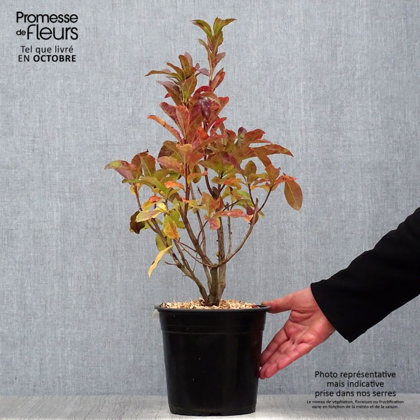 Exemplaar van Rhododendron viscosum Jolie Madame - Azalea mollis Pot van 3 l/4 l zoals geleverd in de herfst