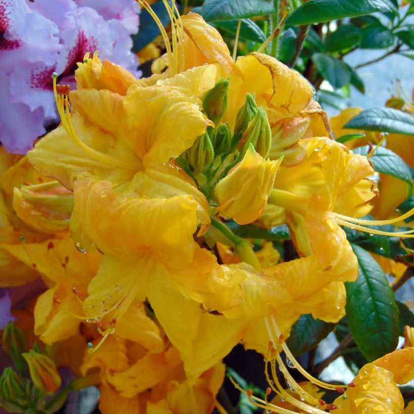 Rhododendron mollis Klondyke - Bladverliezende azalea (Bloei)