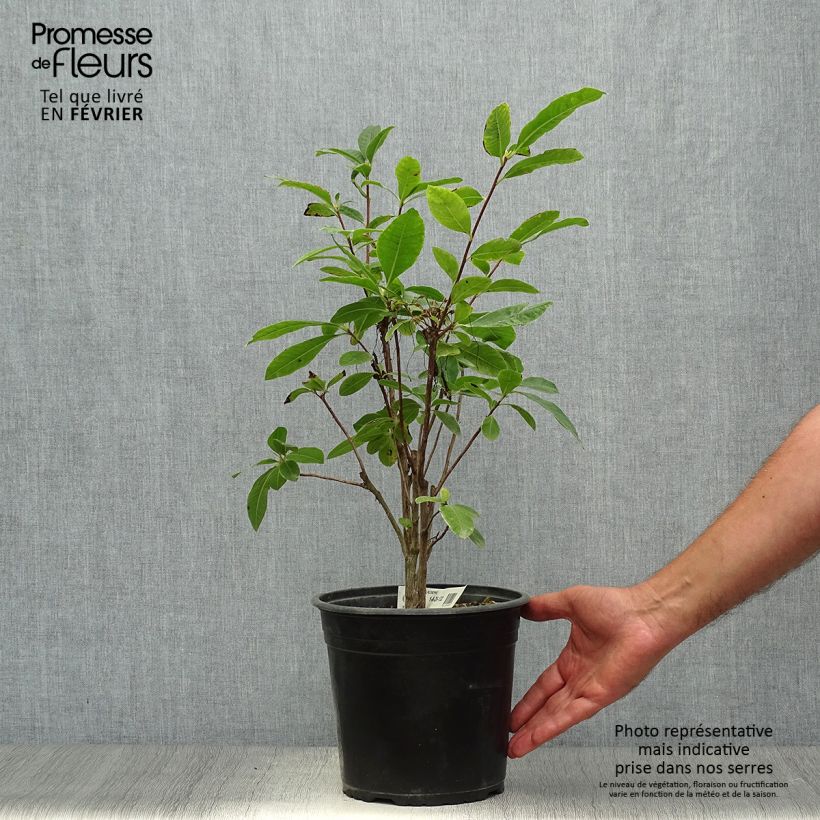 Exemplaar van Rhododendron mollis Klondyke - Bladverliezende azalea Pot van 4 l/5 l zoals geleverd in de herfst