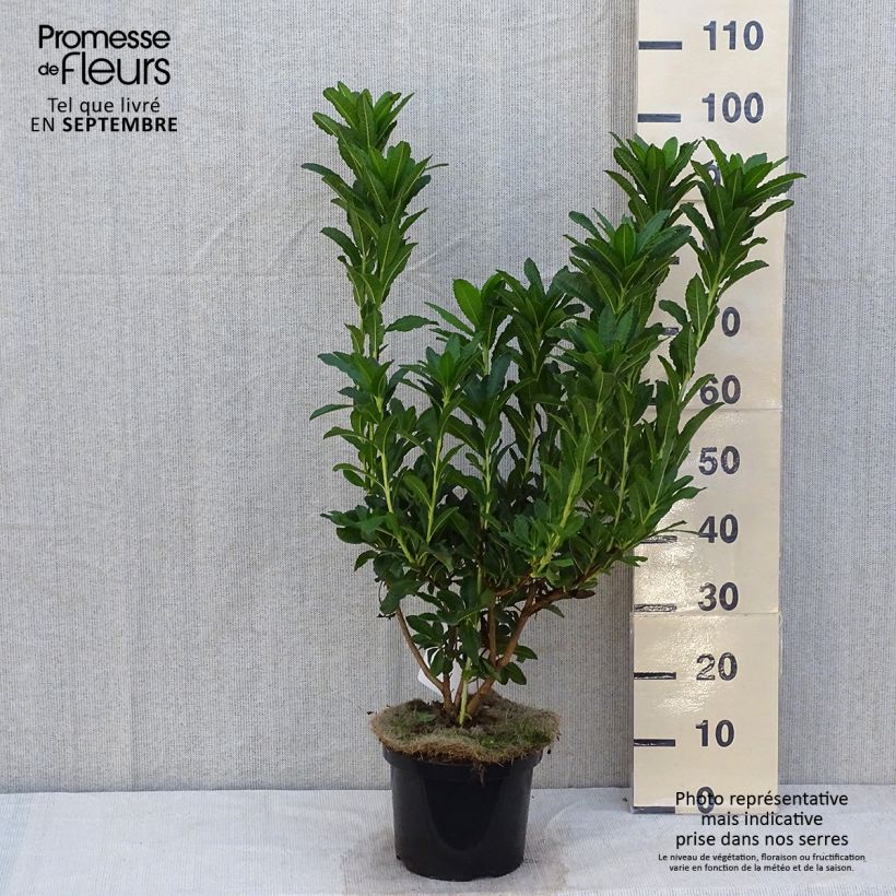 Exemplaar van Rhododendron mollis Koster's Brilliant Rood - Azalea mollis Pot van 4 l/5 l zoals geleverd in de herfst