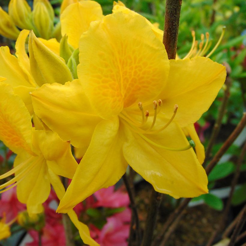 Rhododendron Lingot d'Or - Azalea mollis (Bloei)
