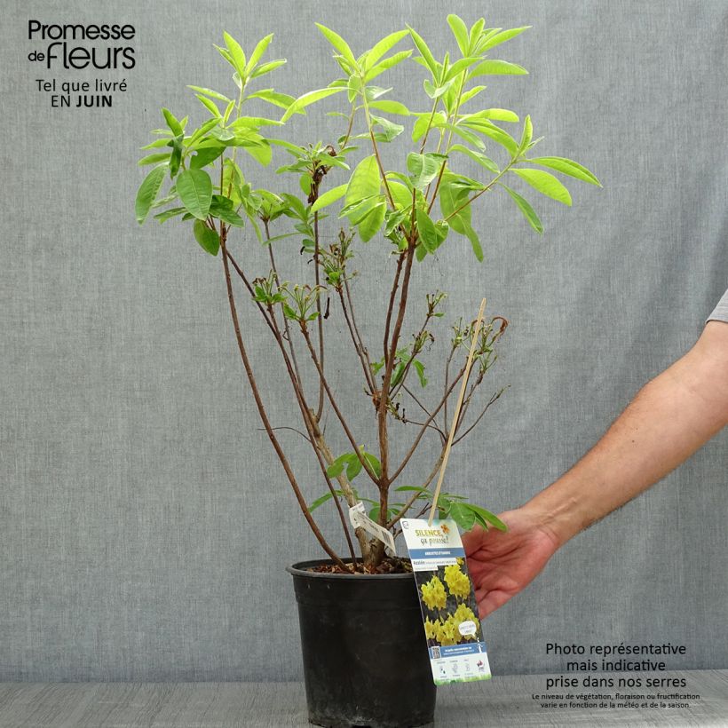 Exemplaar van Rhododendron Lingot d'Or - Azalea mollis Pot van 4 l/5 l zoals geleverd in de zomer