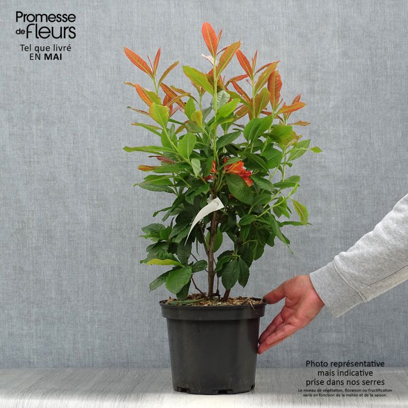 Exemplaar van Rhododendron knaphill Mary Poppins - Knaphill-azalea Pot van 4 l/5 l zoals geleverd in de lente