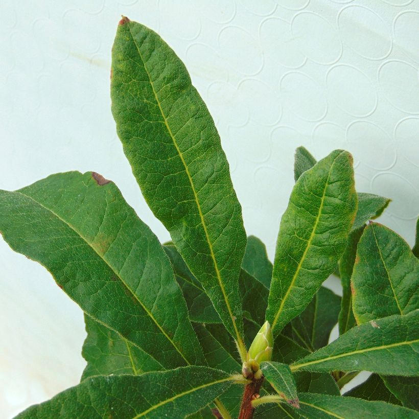 Rhododendron Mount Rainier - Azalea mollis (Blad)