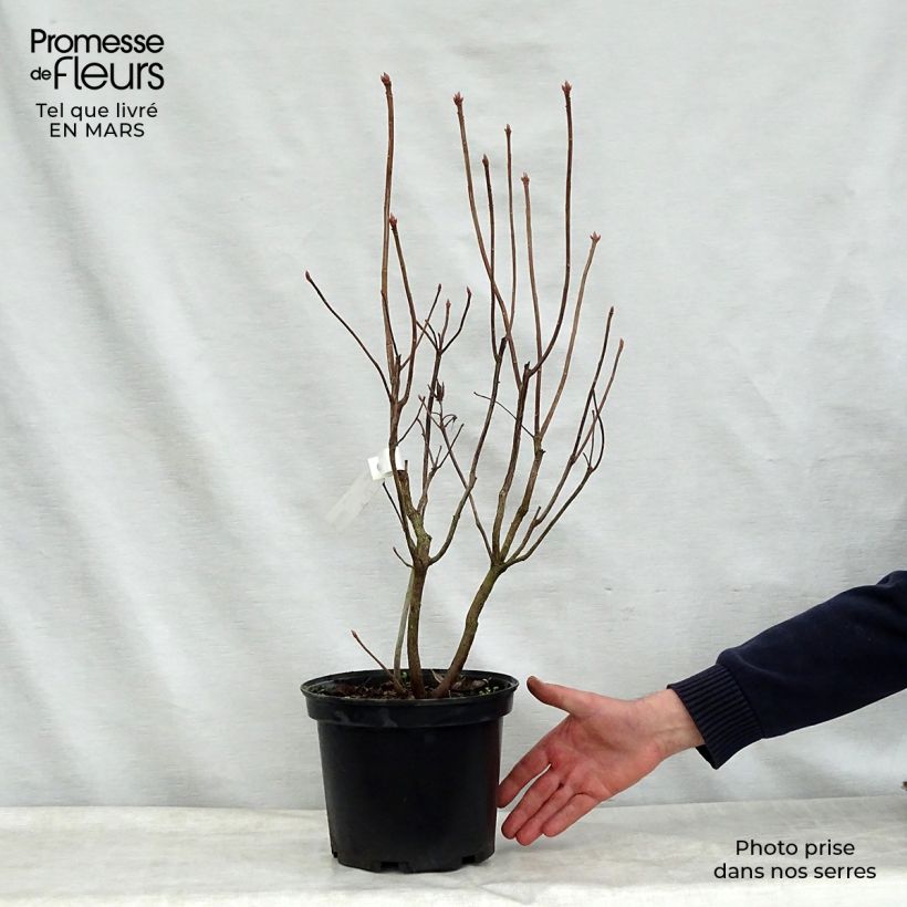 Exemplaar van Rhododendron Mount Rainier - Azalea mollis Pot van 4 l/5 l zoals geleverd in de lente