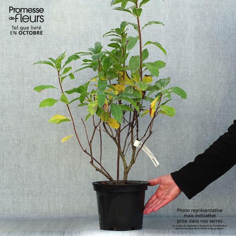 Exemplaar van Rhododendron Mount Rainier - Azalea mollis Pot van 4 l/5 l zoals geleverd in de herfst