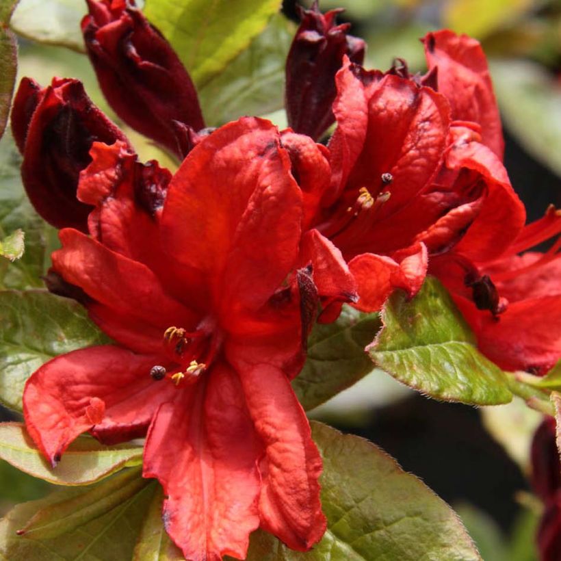 Rhododendron mollis Nabucco - Bladverliezende Azalea (Bloei)