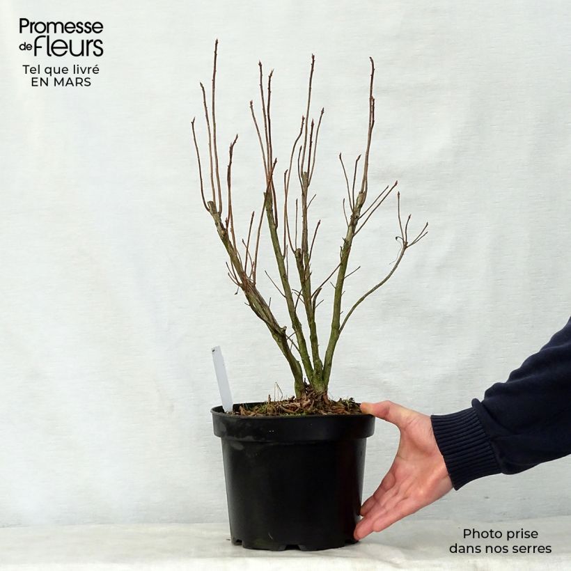 Exemplaar van Rhododendron mollis Nabucco - Bladverliezende Azalea Pot van 4 l/5 l zoals geleverd in de lente