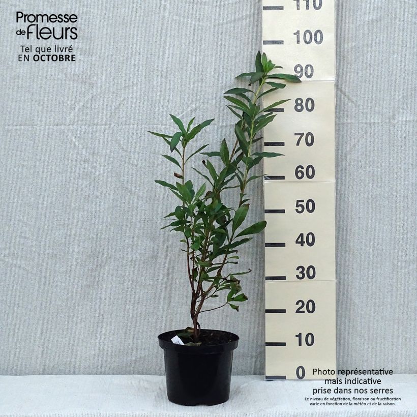 Exemplaar van Rhododendron mollis Nabucco - Bladverliezende Azalea Pot van 4 l/5 l zoals geleverd in de herfst