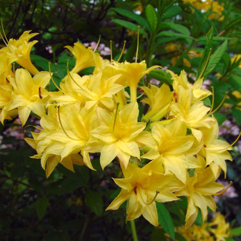 Rhododendron luteum Narcissiflora - Azalea mollis (Bloei)