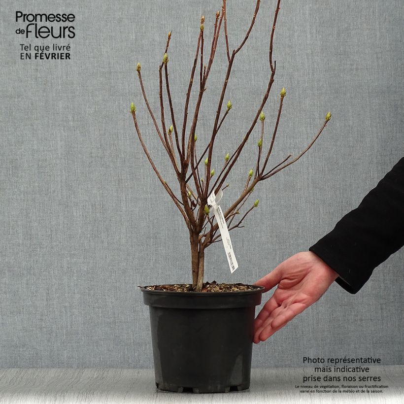Exemplaar van Rhododendron luteum Narcissiflora - Azalea mollis Pot van 4 l/5 l zoals geleverd in de winter