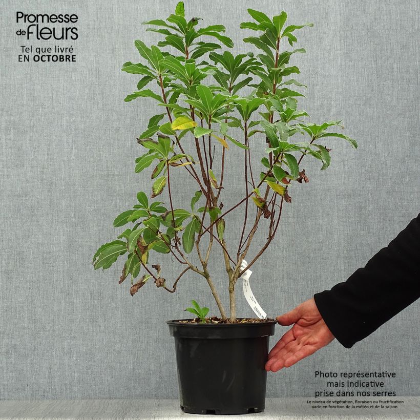 Exemplaar van Rhododendron mollis Peter Koster - Azalea mollis Pot van 4 l/5 l zoals geleverd in de herfst