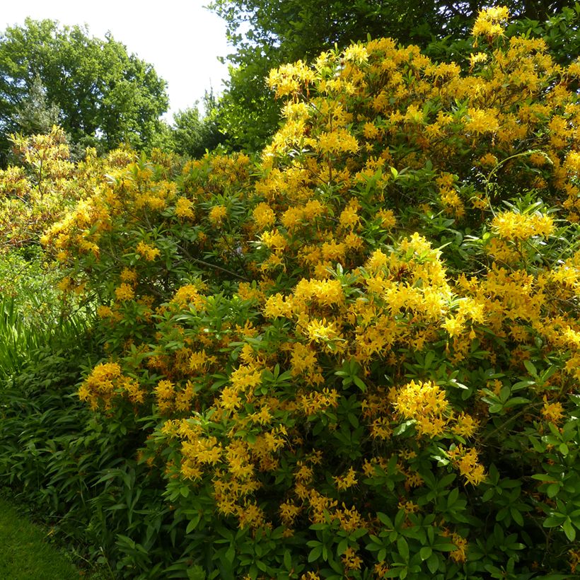 Rhododendron luteum - Gele azalea (Groeiplaats)
