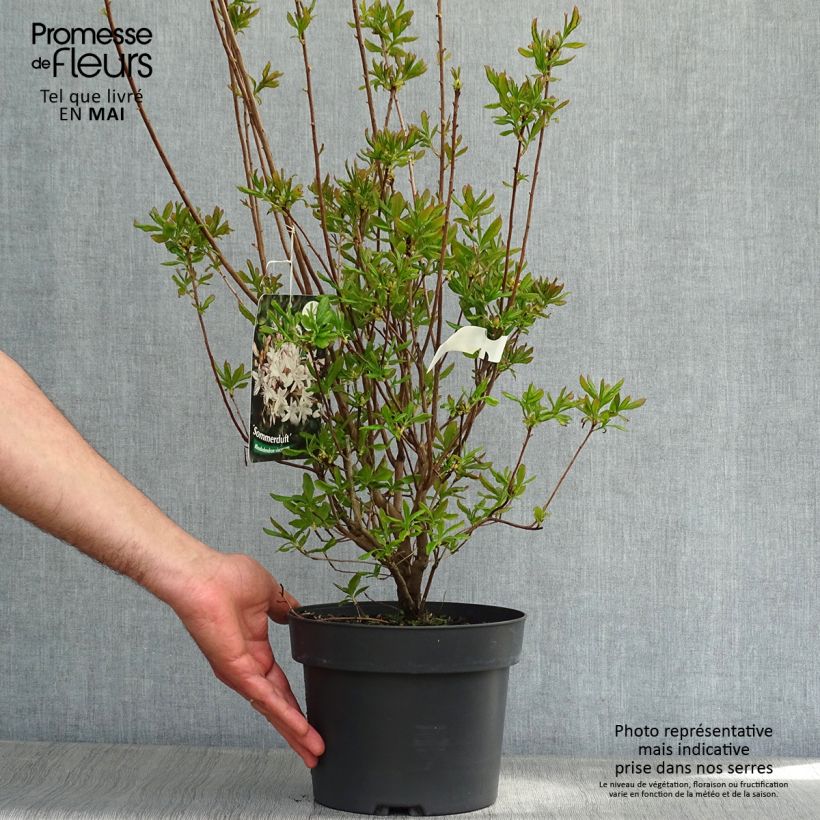 Exemplaar van Rhododendron viscosum Sommerduft - Azalea mollis Pot van 4 l/5 l zoals geleverd in de lente