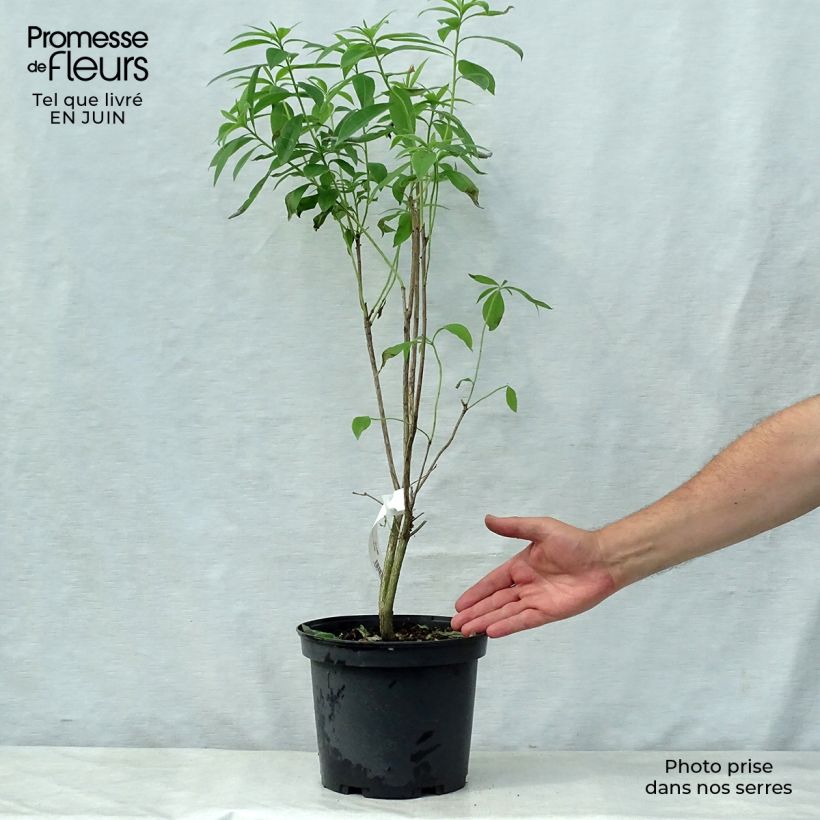Exemplaar van Rhododendron exbury Wallowa Rood - Bladverliezende Azalea Pot van 4 l/5 l zoals geleverd in de zomer