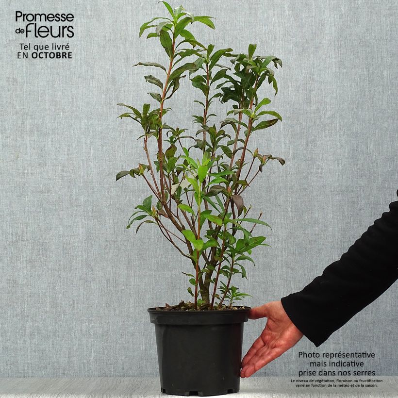 Exemplaar van Rhododendron exbury Wallowa Rood - Bladverliezende Azalea Pot van 4 l/5 l zoals geleverd in de herfst