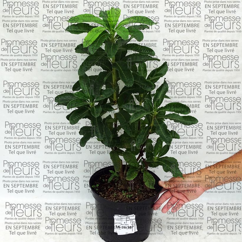 Voorbeeld van een exemplaar van Rhododendron mollis White Frills - Chinese azalea Pot van 4 l/5 l zoals geleverd