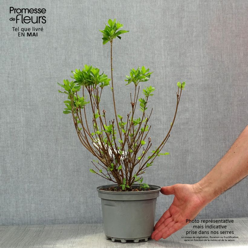 Exemplaar van Rhododendron obtusum Adonis - Japanse azalea Pot van 2 l/3 l zoals geleverd in de lente