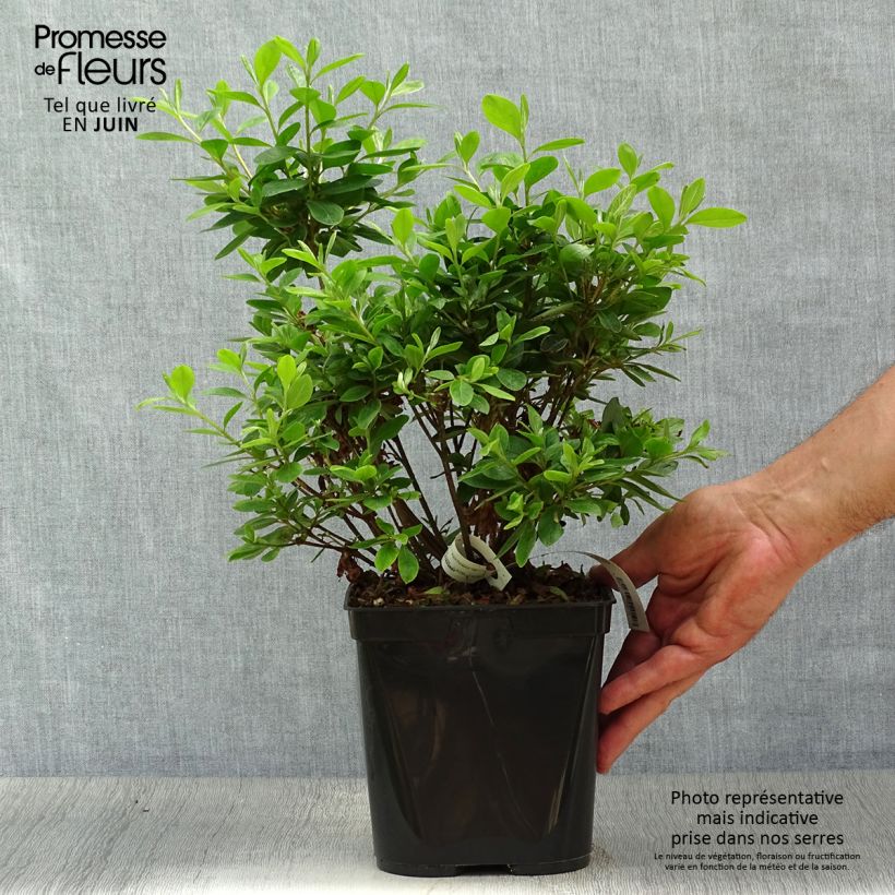 Exemplaar van Rhododendron japonica Al's Picotee - Japanse azalea Pot van 2 l/3 l zoals geleverd in de zomer