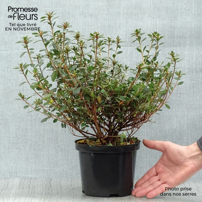 Exemplaar van Rhododendron kaempferi Amoena - Azalea Pot van 12 l/15 l zoals geleverd in de herfst