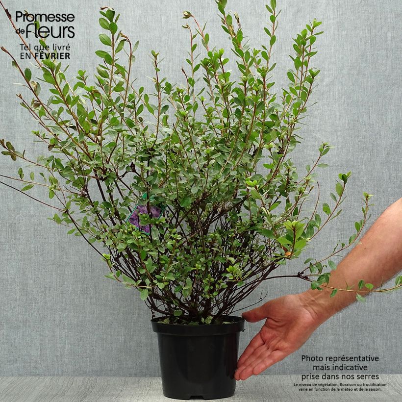 Exemplaar van Rhododendron kaempferi Amoena - Azalea Pot van 2 l/3 l zoals geleverd in de herfst