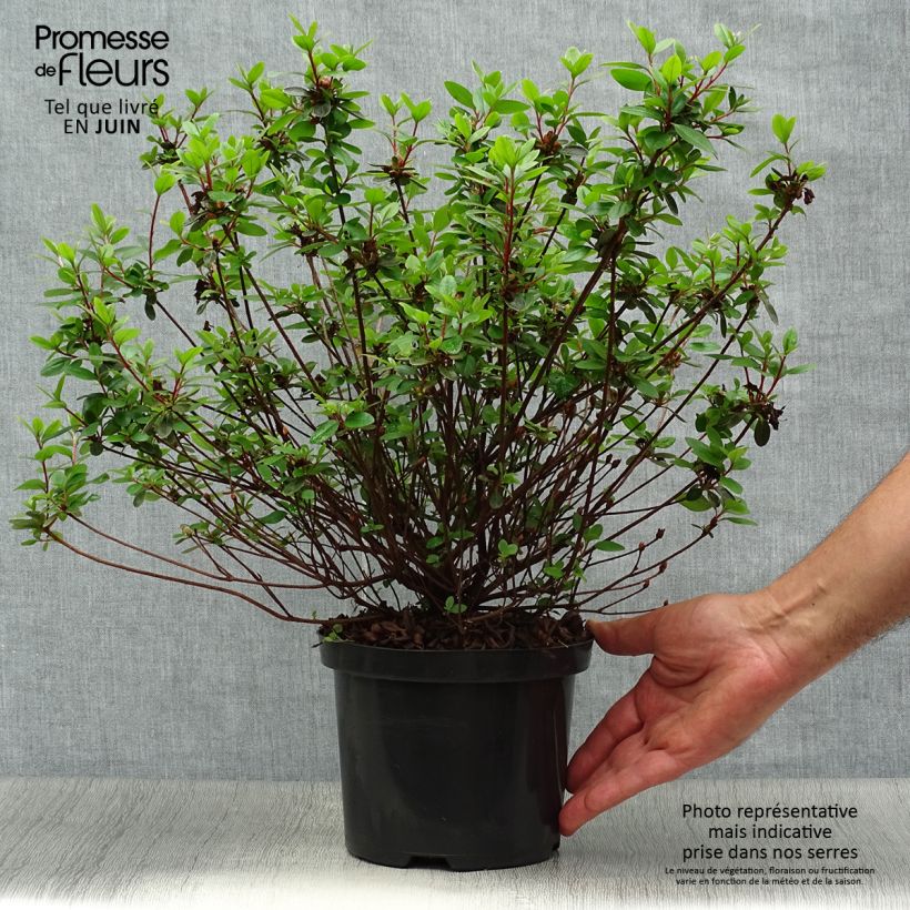 Exemplaar van Rhododendron kaempferi Amoena - Azalea Pot van 2 l/3 l zoals geleverd in de zomer