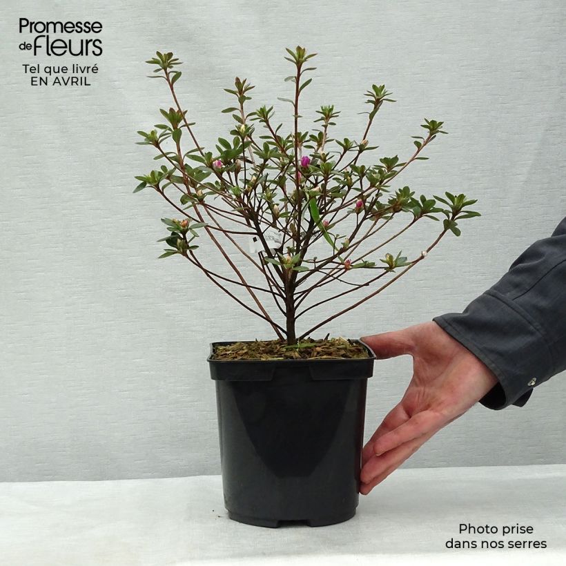Example of Rhododendron kaempferi Amoena - Azalea Pot van 2 l/3 l as you get in printemps