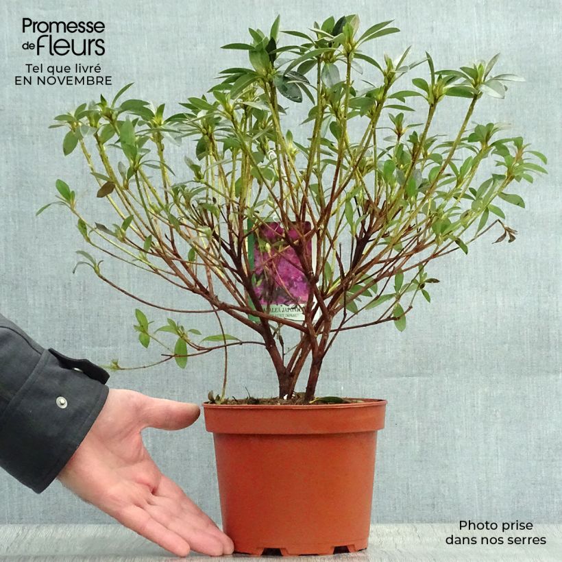 Exemplaar van Rhododendron Blue Danube - Japanse azalea Pot van 2 l/3 l zoals geleverd in de herfst