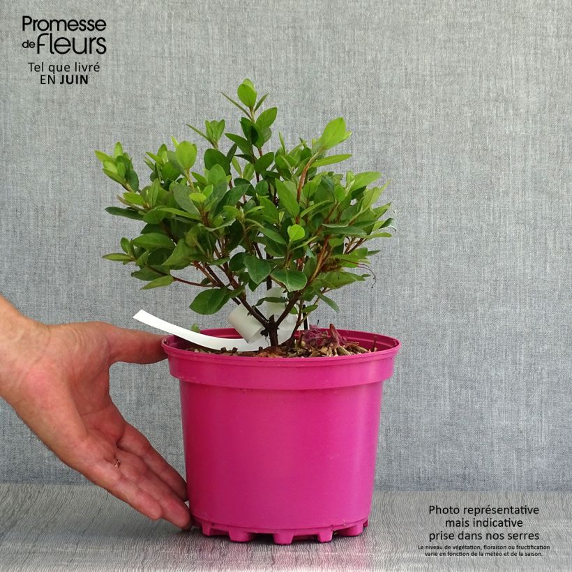 Exemplaar van Rhododendron japonica Christina - Japanse azalea Pot van 2 l/3 l zoals geleverd in de zomer