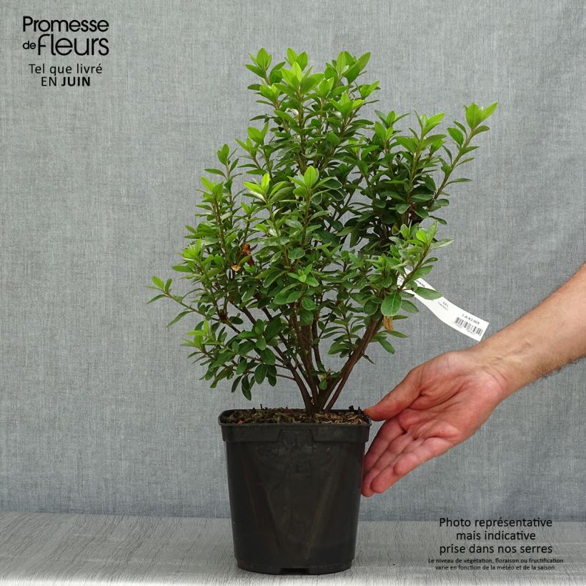 Exemplaar van Rhododendron kaempferi Eucharis - Japanse azalea Pot van 2 l/3 l zoals geleverd in de zomer