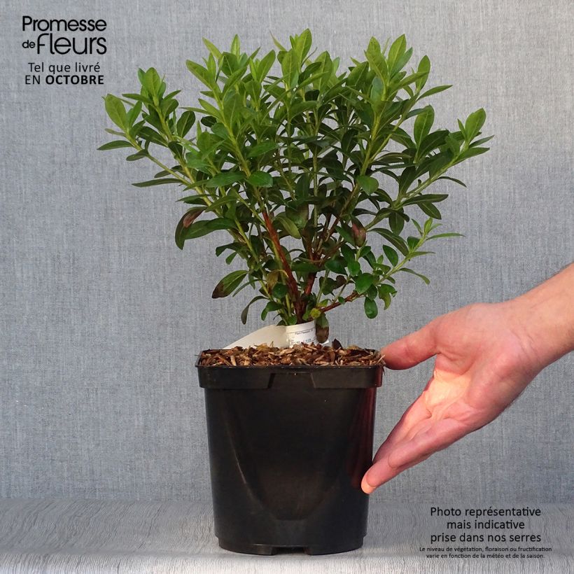 Exemplaar van Rhododendron Ho Oden - Japanse azalea Pot van 2 l/3 l zoals geleverd in de herfst