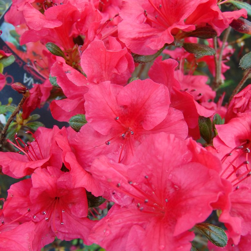 Rhododendron japonica Johanna - Japanse azalea (Bloei)