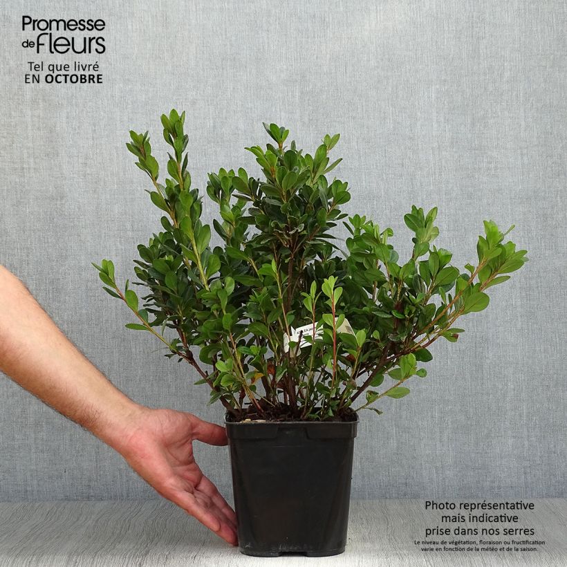 Exemplaar van Rhododendron japonica Johanna - Japanse azalea Pot van 2 l/3 l zoals geleverd in de herfst