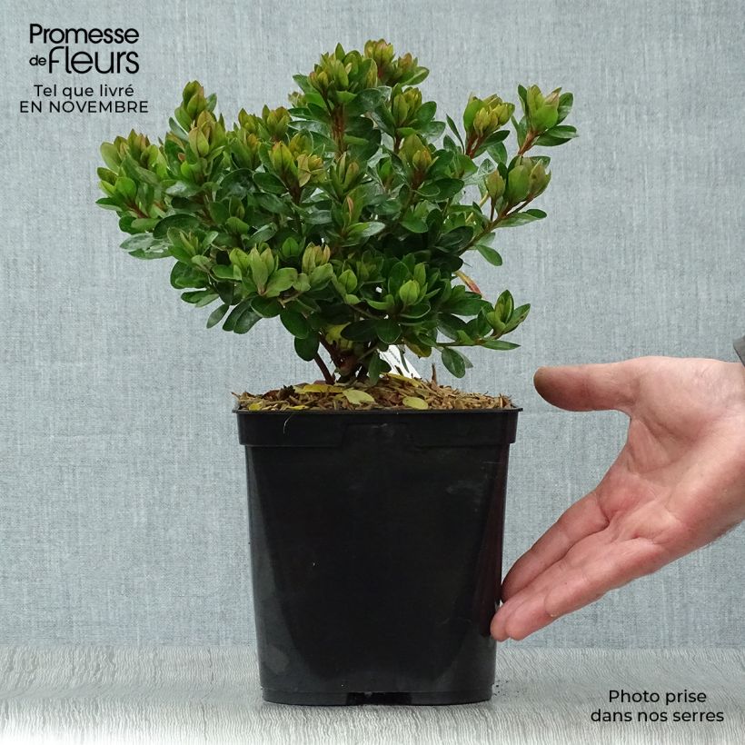 Exemplaar van Rhododendron japonica Kirin - Japanse azalea Pot van 2 l/3 l zoals geleverd in de herfst