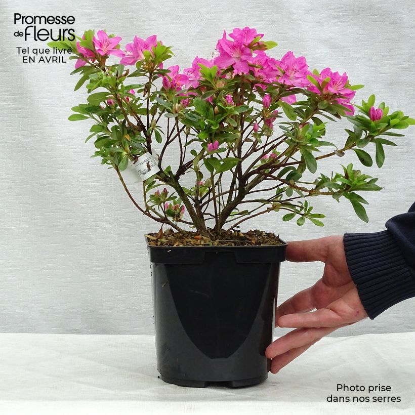 Exemplaar van Rhododendron kiusianum Komo Kulshan - Japanse azalea Pot van 3 l/4 l zoals geleverd in de lente