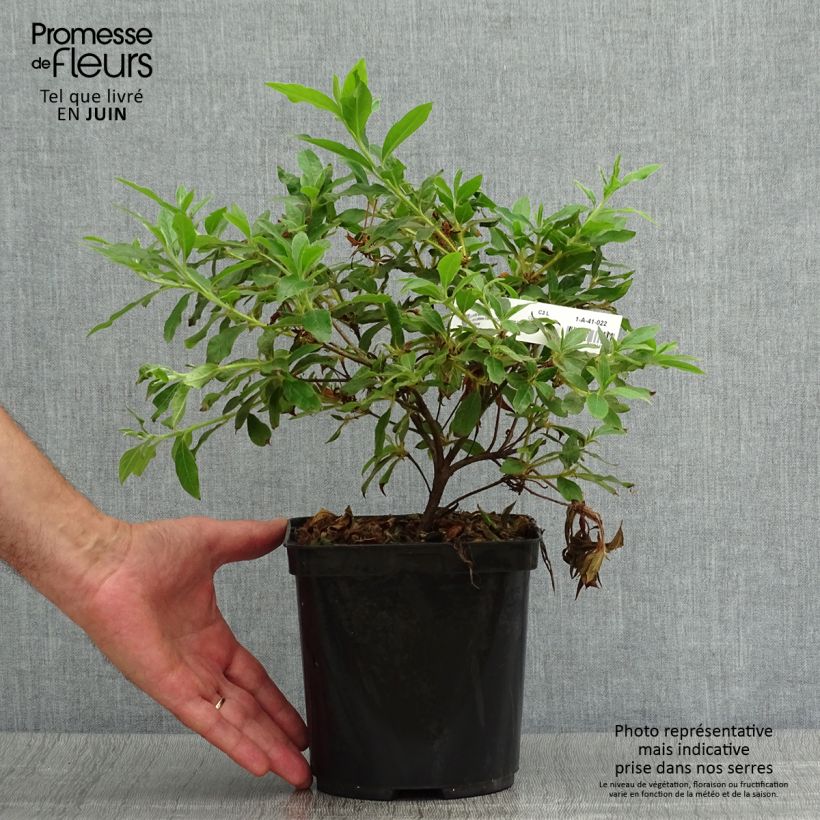 Exemplaar van Rhododendron macrosepalum Koromo Shikibu - Japanse azalea Pot van 2 l/3 l zoals geleverd in de zomer