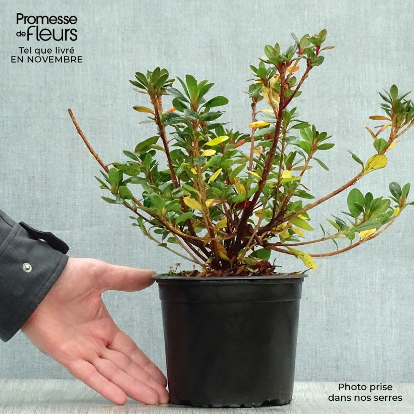 Exemplaar van Rhododendron japonica Moederdag - Japanse azalea Pot van 2 l/3 l zoals geleverd in de herfst