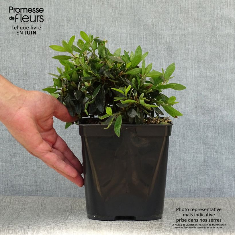Exemplaar van Rhododendron japonica Nakaharai Oranje - Japanse azalea Pot van 2 l/3 l zoals geleverd in de zomer