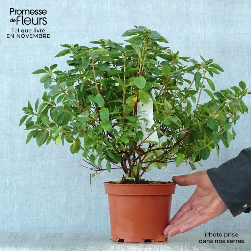 Exemplaar van Rhododendron Palestrina - Japanse azalea Pot van 2 l/3 l zoals geleverd in de herfst