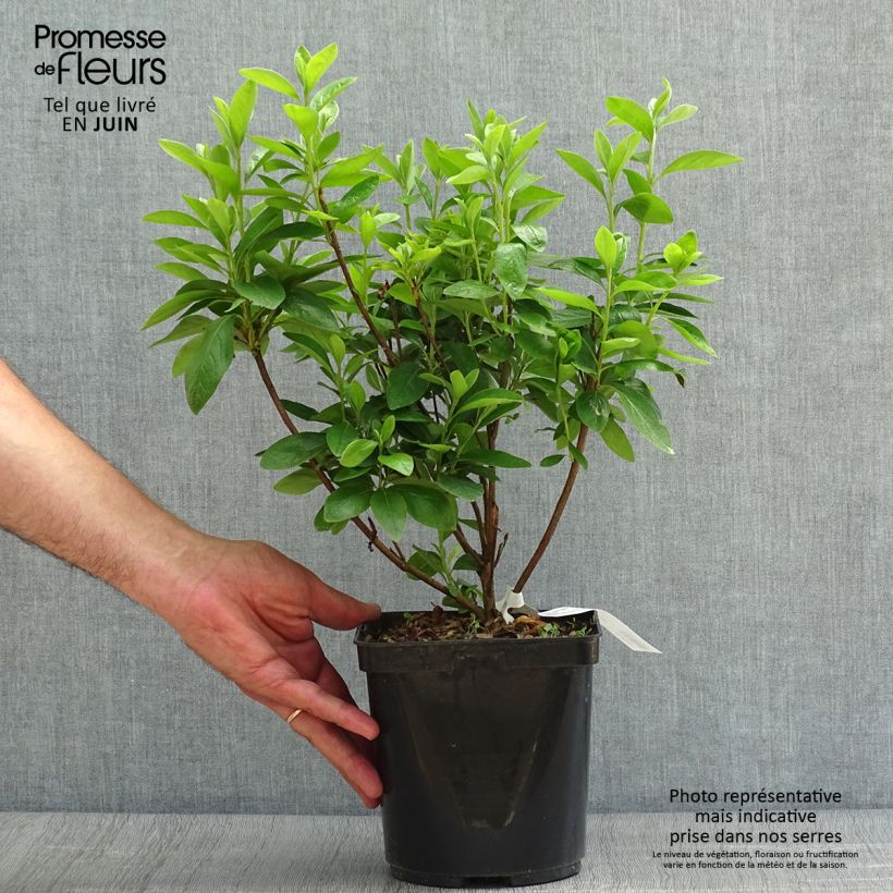 Exemplaar van Rhododendron Palestrina - Japanse azalea Pot van 2 l/3 l zoals geleverd in de zomer