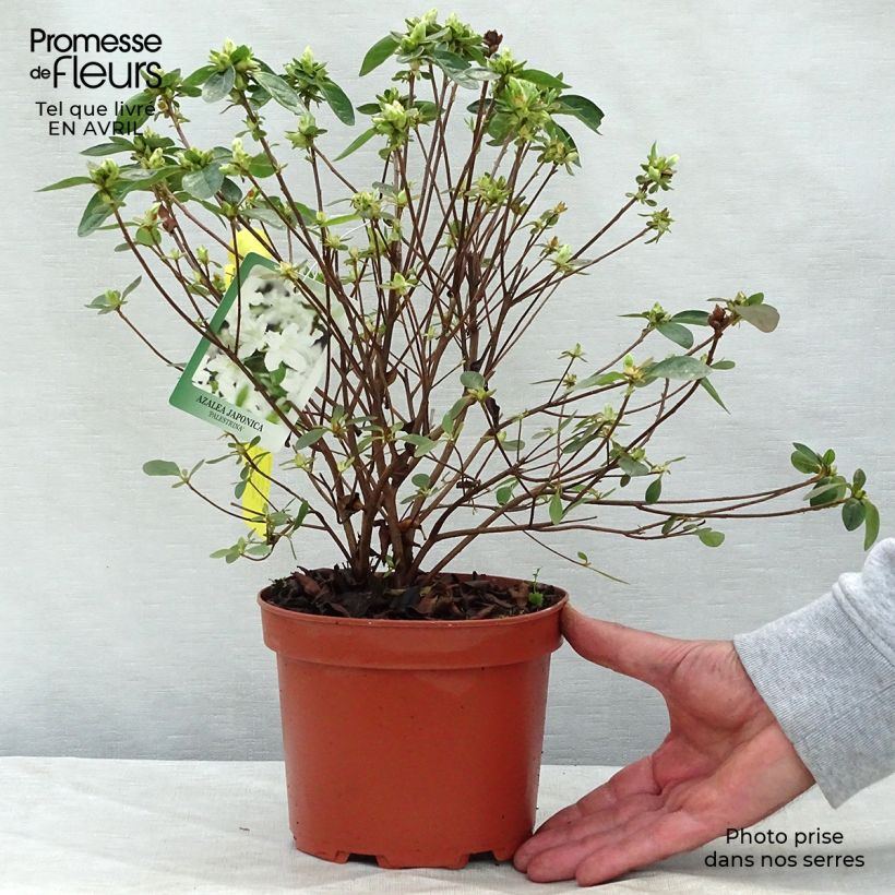 Example of Rhododendron Palestrina - Japanse azalea Pot van 2 l/3 l as you get in printemps