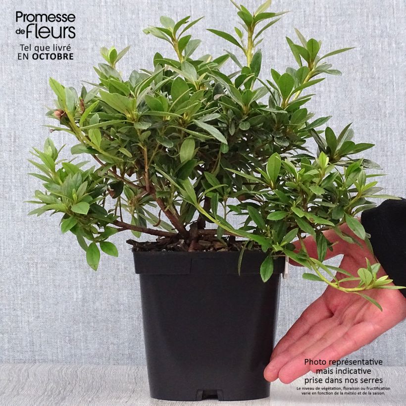 Exemplaar van Rhododendron knaphill Purple Splendor - Japanse azalea Pot van 2 l/3 l zoals geleverd in de herfst