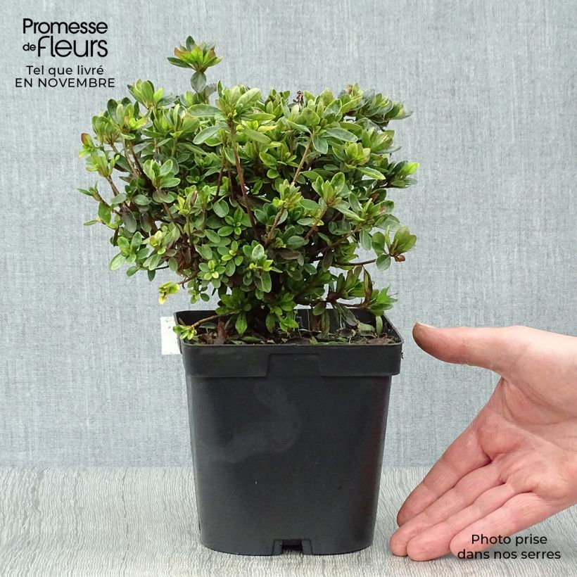 Exemplaar van Rhododendron Rex - Japanse azalea Pot van 2 l/3 l zoals geleverd in de herfst