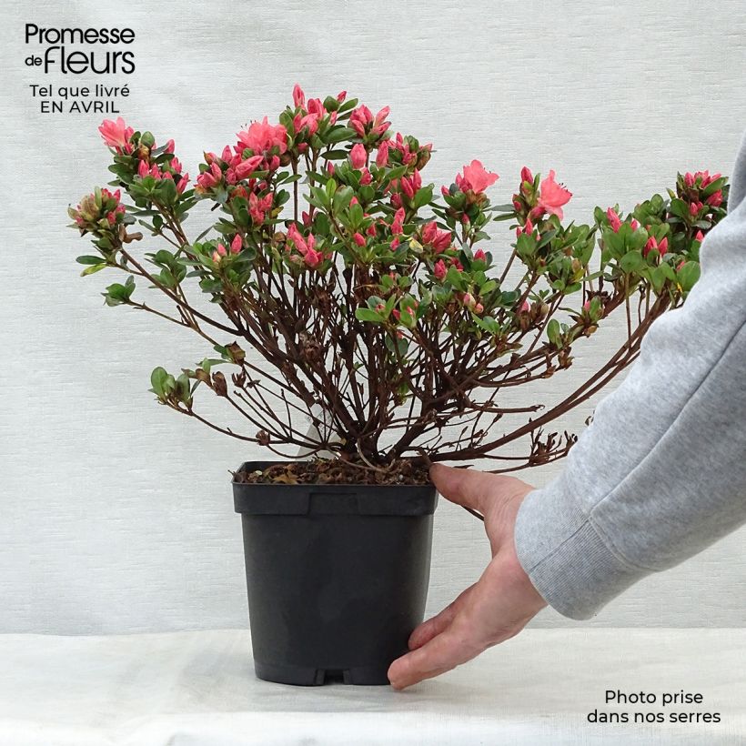 Exemplaar van Rhododendron Rex - Japanse azalea Pot van 2 l/3 l zoals geleverd in de lente