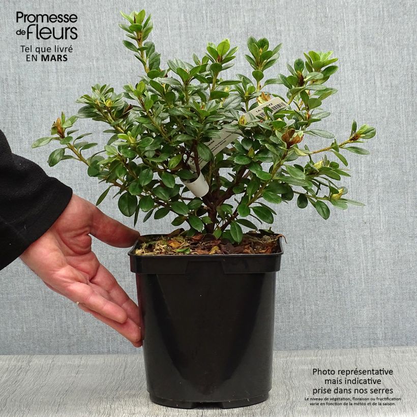 Exemplaar van Rhododendron knaphill Sachsenstern - Japanse azalea Pot van 3 l/4 l zoals geleverd in de lente