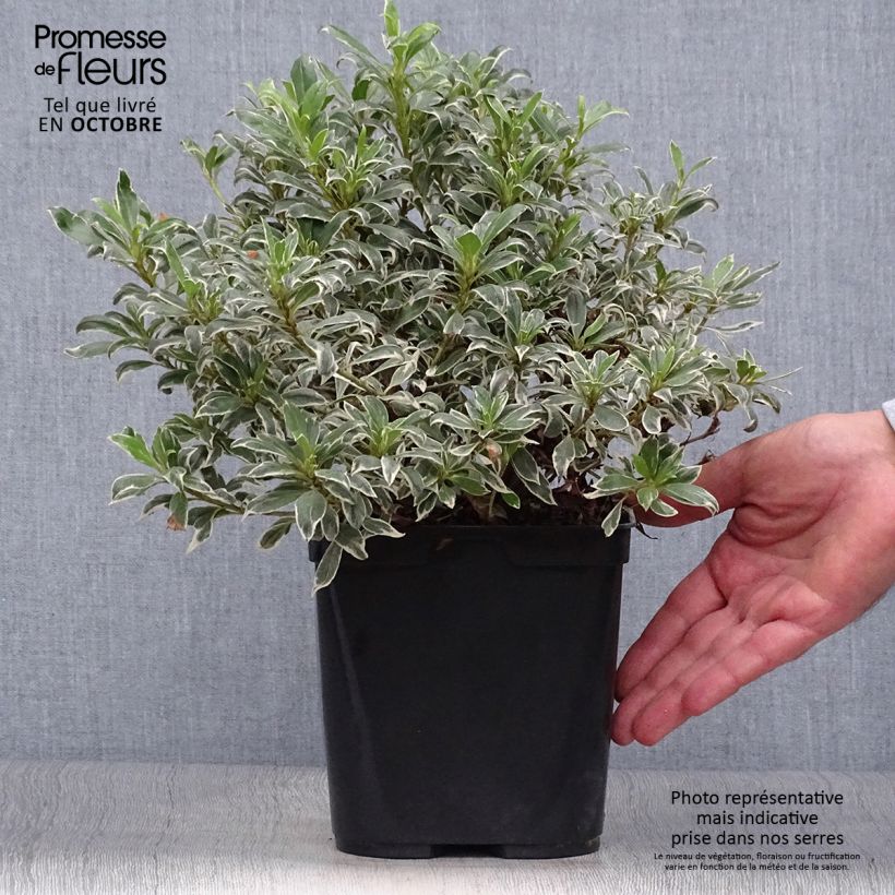 Exemplaar van Rhododendron Silver Queen - Japanse azalea Pot van 2 l/3 l zoals geleverd in de herfst