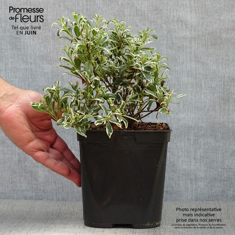 Exemplaar van Rhododendron Silver Queen - Japanse azalea Pot van 2 l/3 l zoals geleverd in de zomer