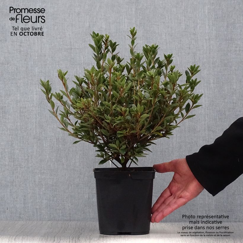 Exemplaar van Rhododendron Sylvester - Japanse azalea Pot van 2 l/3 l zoals geleverd in de herfst