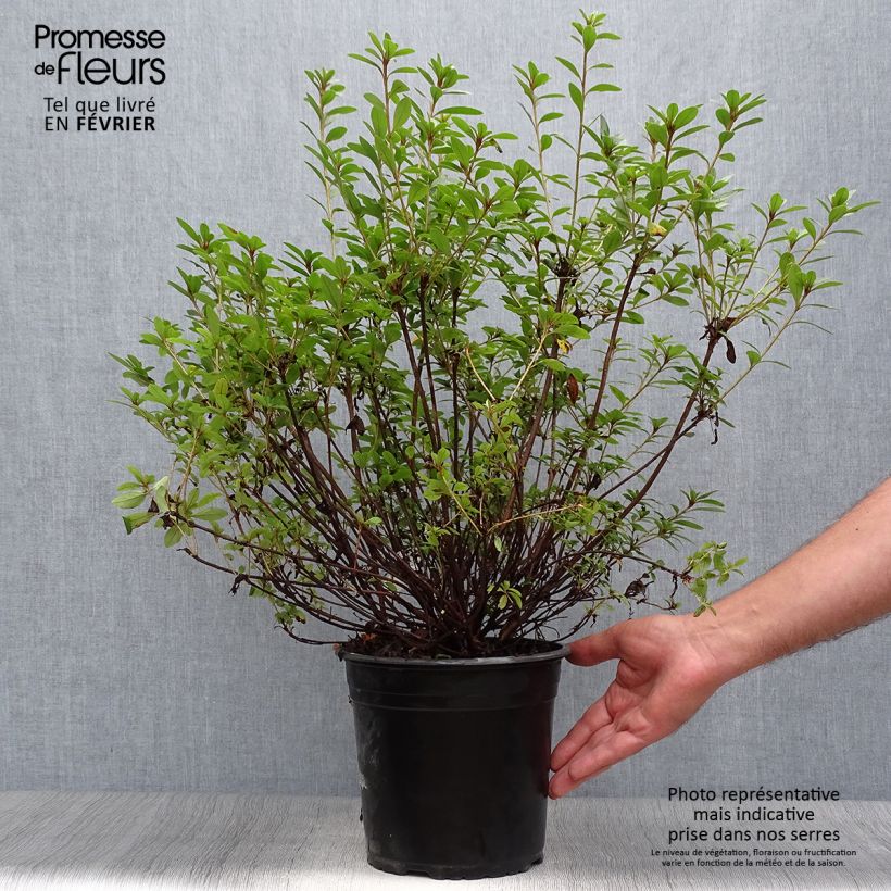 Exemplaar van Rhododendron Sylvester - Japanse azalea Pot van 4 l/5 l zoals geleverd in de herfst